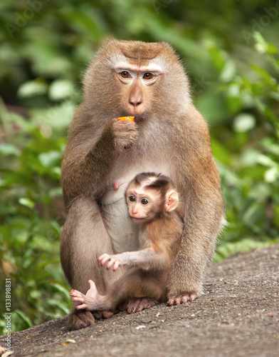  Macaque with her cub.