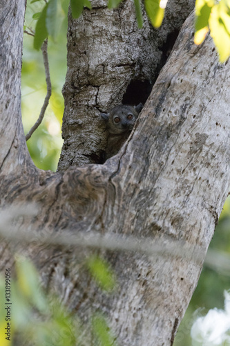 Red-tailed sportive lemur photo