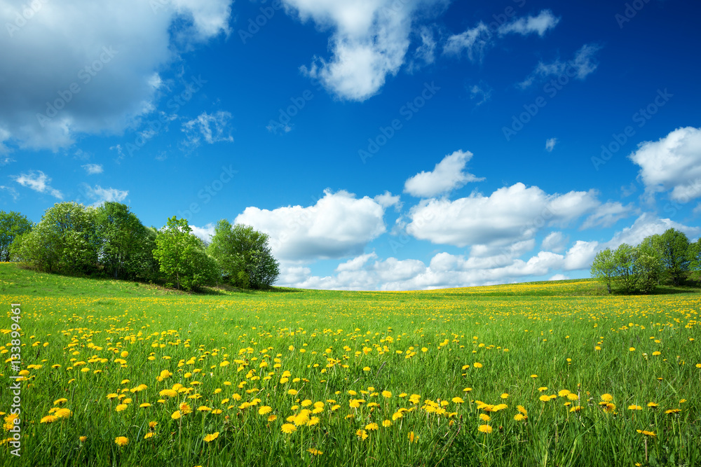 Obraz premium Field with dandelions and blue sky