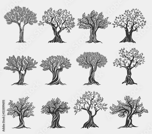 Olive oil trees logo isolated, agriculture icons