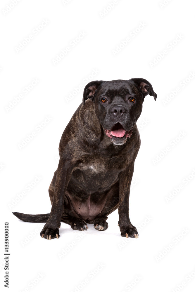 mixed breed dog mixed breed dog