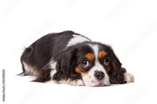 Fotografie cavalier king charles spaniel