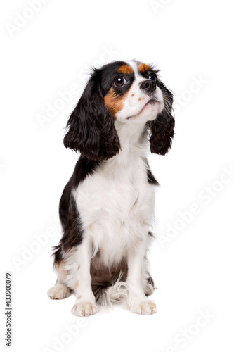 cavalier king charles spaniel