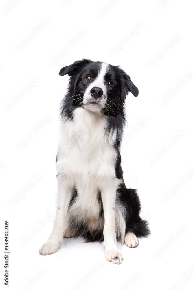 Border Collie Border Collie
