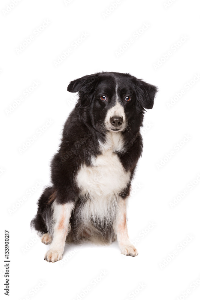 Border Collie Border Collie