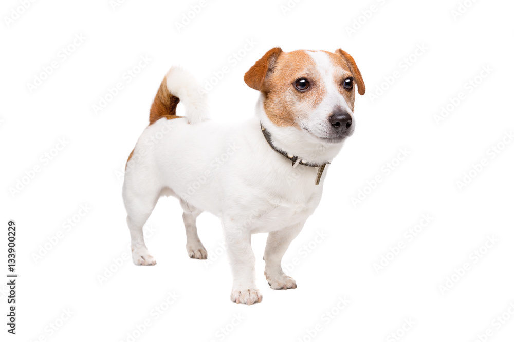 Jack Russel Terrier