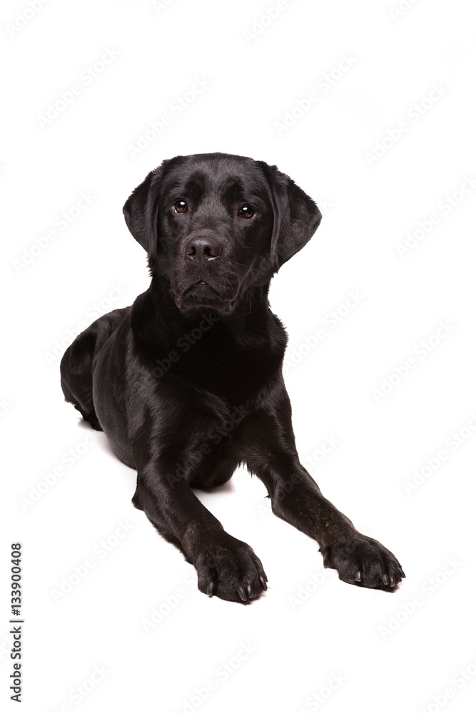 black Labrador retriever