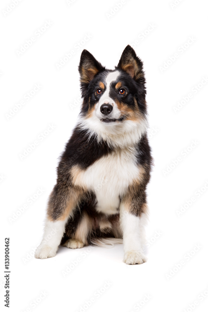 Border Collie Border Collie