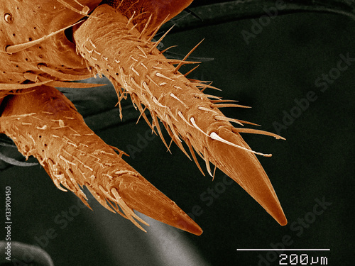Tarsal claws of house cricket, Acheata sp photo