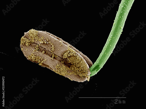 Anther with pollen of (Ranunculales: Ranunculaceae) Helleborus sp photo