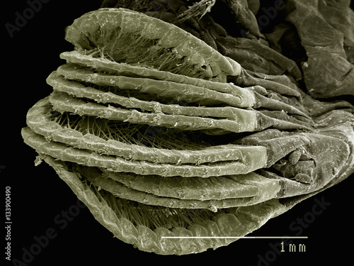 Appendages of a gooseneck barnacle Pedunculata: Pollicipededae poss. Pollicipes sp