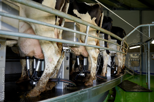 Photo cows and milking machine at rotary parlour on farm