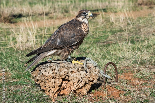 A trained saker falcon (Falco cherrug) sitting on a rock