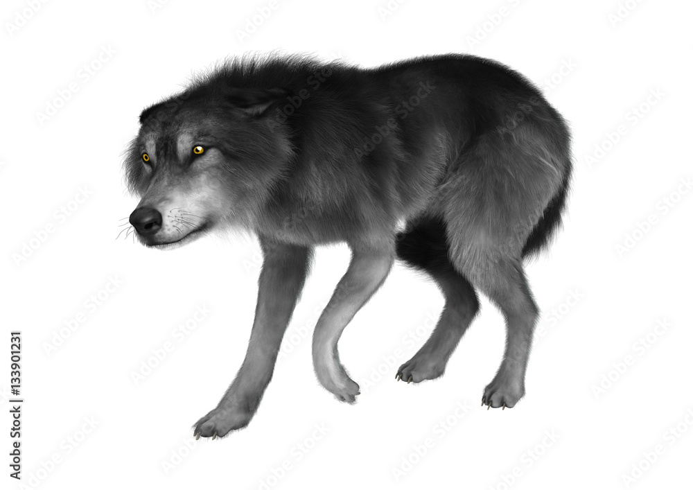 3D Rendering Gray Wolf on White 3D Rendering Gray Wolf on White