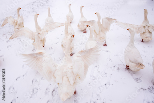 Gaggle of geese in snow photo