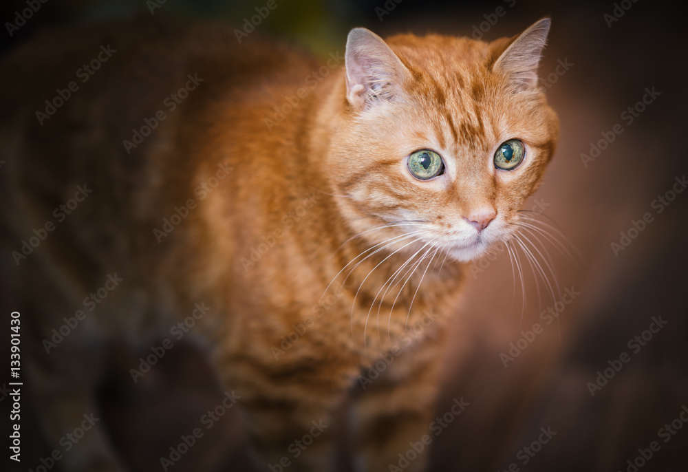 Fototapeta premium Lovely red cat. Soft focus.