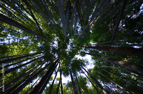 Green and natural bamboo forest