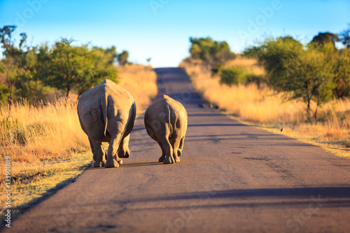 Rhino mother and calf walking on a road in Pilansberg park, South Africa.