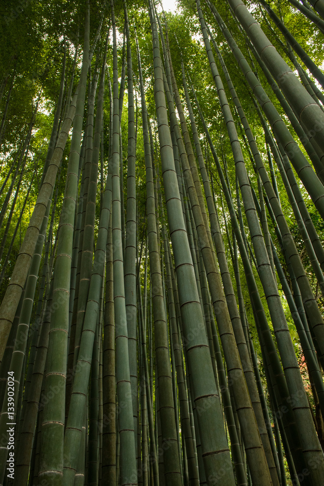 Obraz premium Bamboo forest, Japan