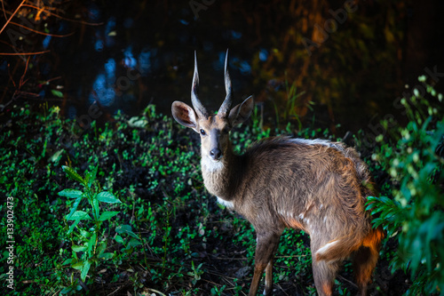 A bushbuck forages in the shade of the bush. photo