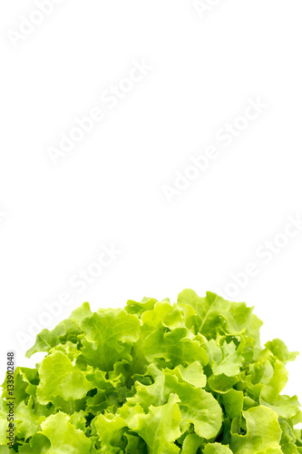 Top view of Salad leaves,Green Oak