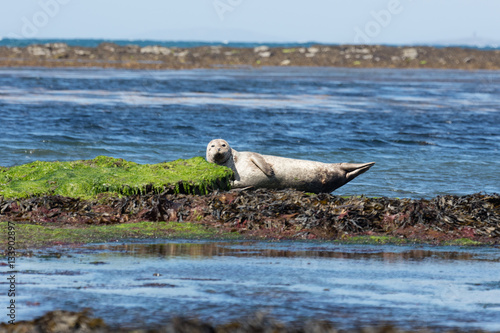 Quadro su tela Sea lion in Ireland