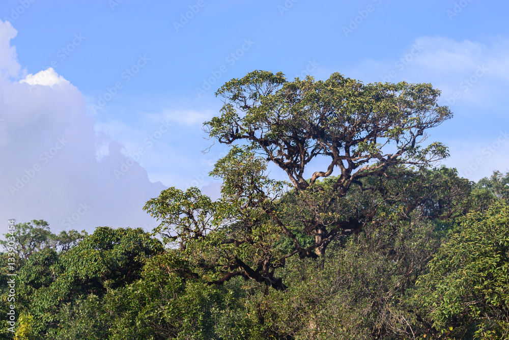 Beautiful tree on mountain in tropical forest. Beautiful tree on mountain in tropical forest.