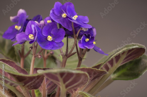African violets (Saintpaulia ionantha)