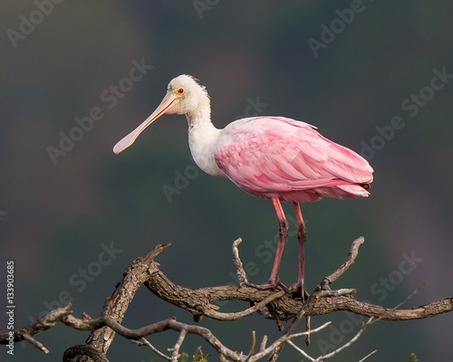 Roseate Spoonbill in Tree