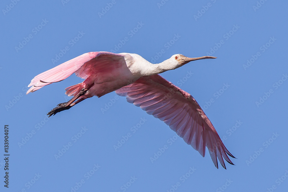 Fototapeta premium Roseate Spoonbill in Flight