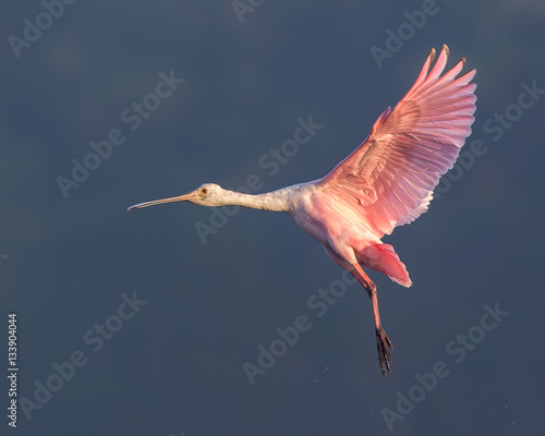 Roseate Spoonbill in Flight