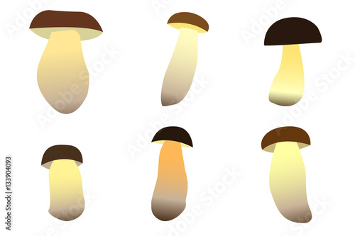 six type of porcino mashrooms 