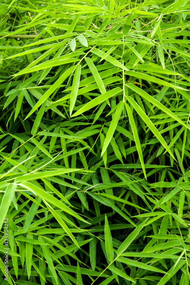 Vivid green color of bamboo leaf Vivid green color of bamboo leaf