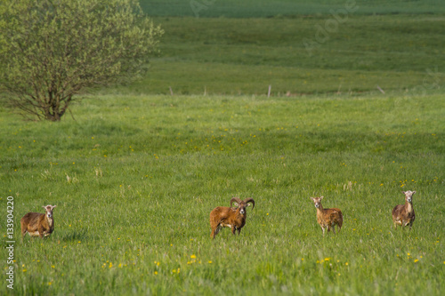 Fototapeta Naklejka Na Ścianę i Meble -  Europäisches Mufflon auf einer Wiese im Harz