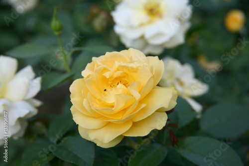 Yellow rose    Tropical Rose Garden 