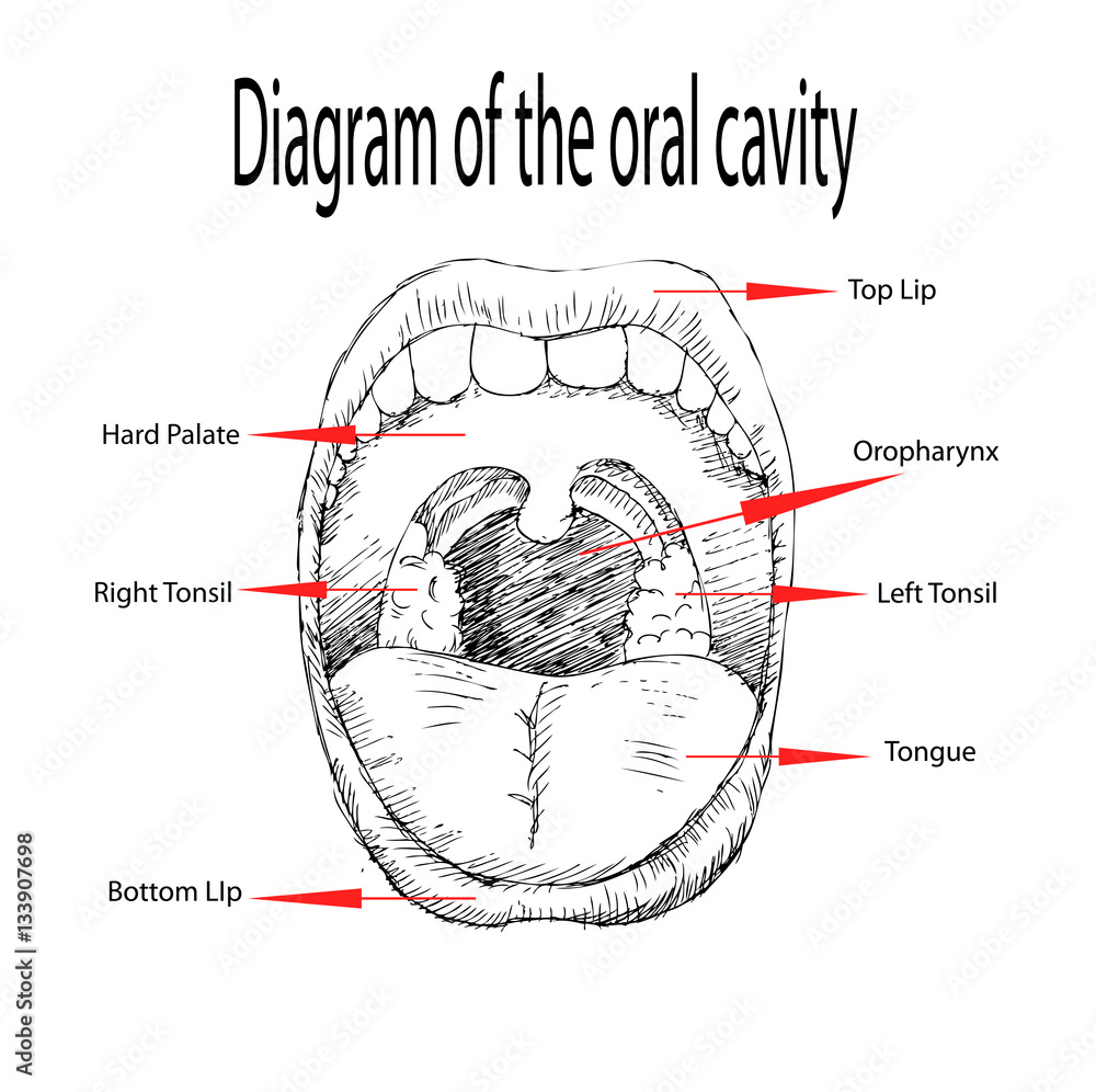 Diagram of the oral cavity Stock Illustration Adobe Stock