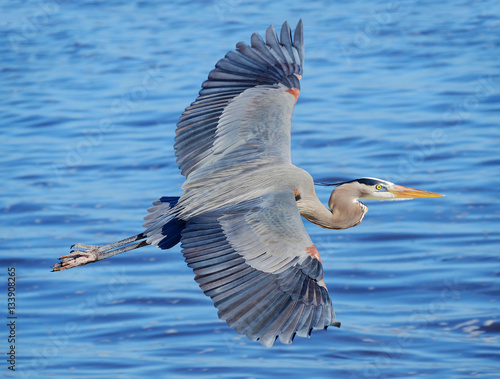 Принти на полотні Great Blue Heron Flying Over the Ocean
