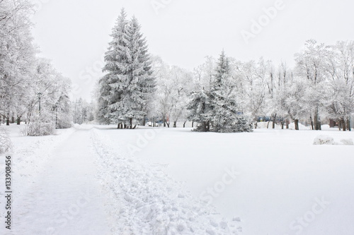 Frosty trees in the city in cold winter day