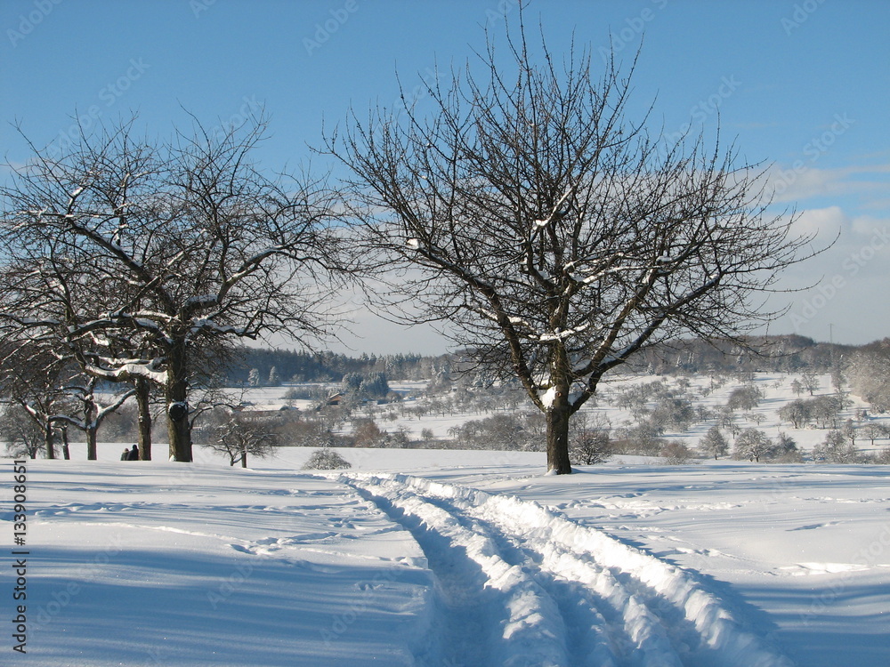 Winter forest. Snow, the sun. Good weather Winter forest. Snow, the sun. Good weather