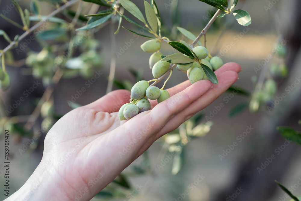 Fototapeta premium Hand holding a branch of ripe olives at harvest