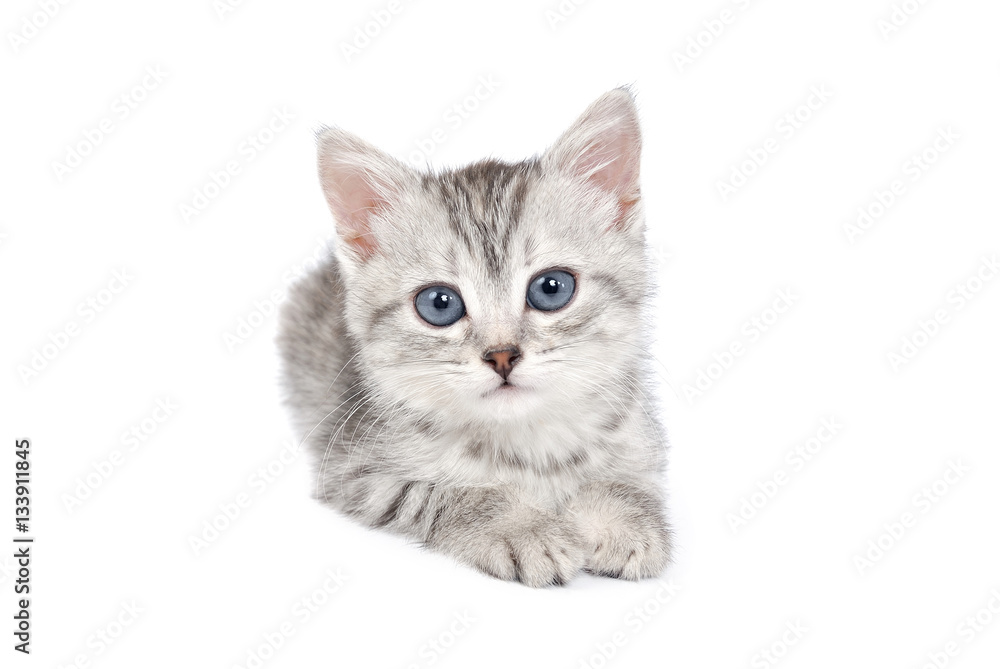 Little Grey Kitten isolated on white