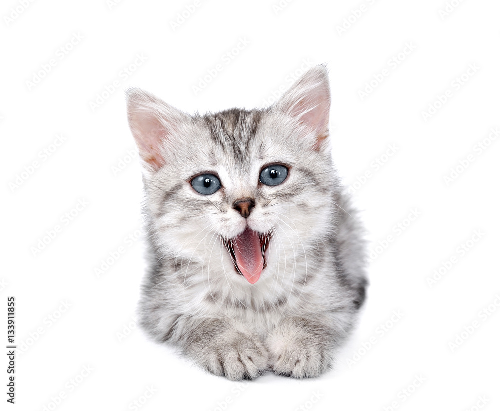 Little Gray Kitten isolated on white Little Gray Kitten isolated on white