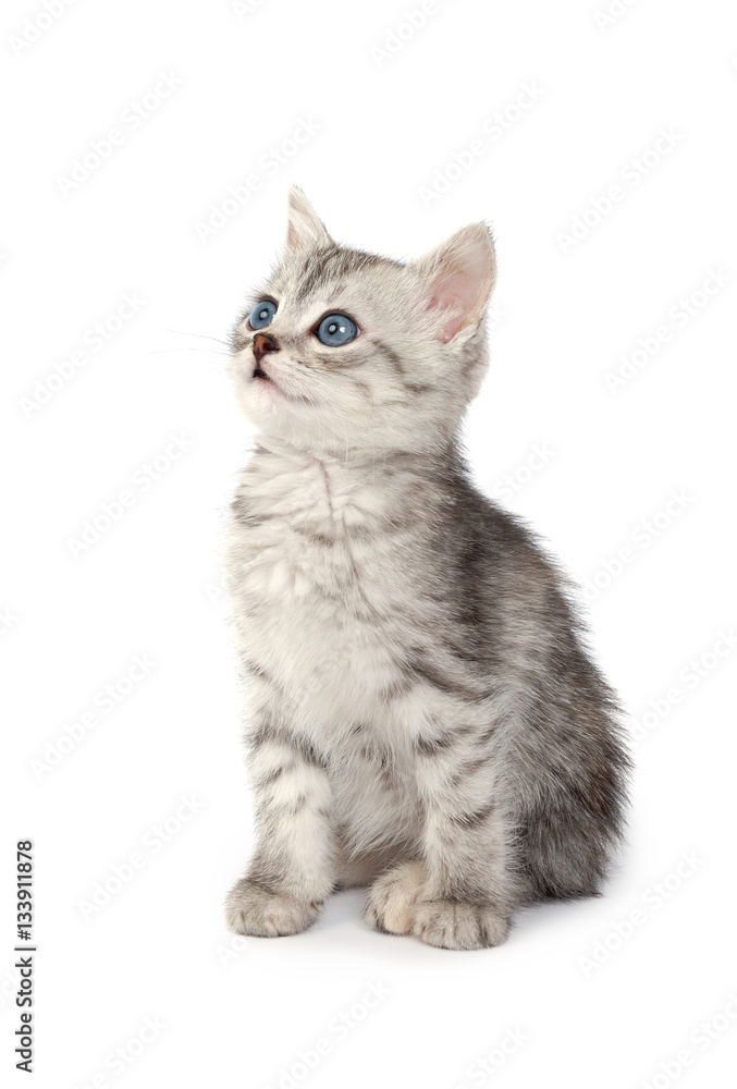 Fototapeta premium Little Gray Kitten isolated on white