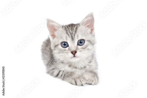 Little Grey Kitten isolated on white