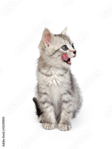 Little Gray Kitten Licks Lips