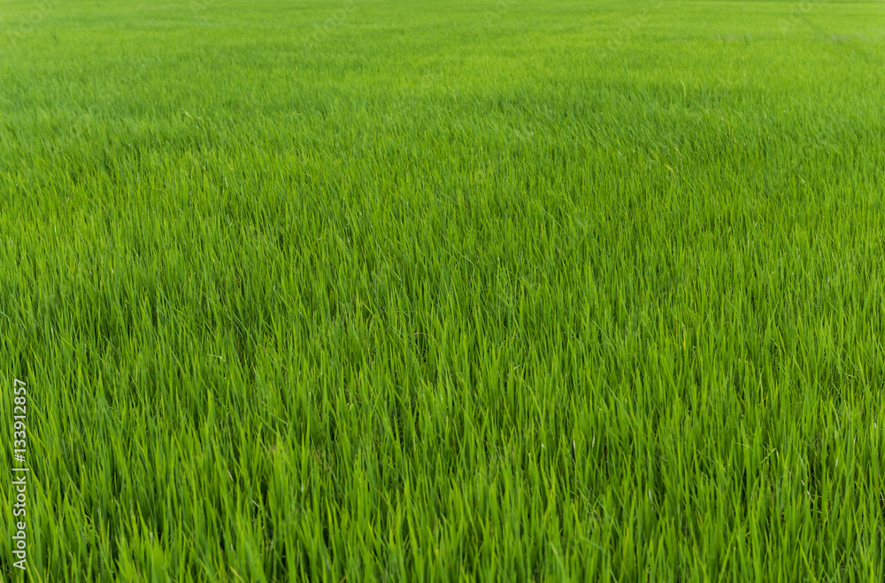 rice plant in rice field rice plant in rice field