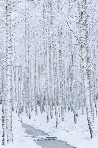 Εκτύπωση καμβά Birch wood forest covered in snow