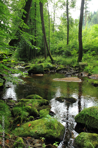 river in the green spring forest