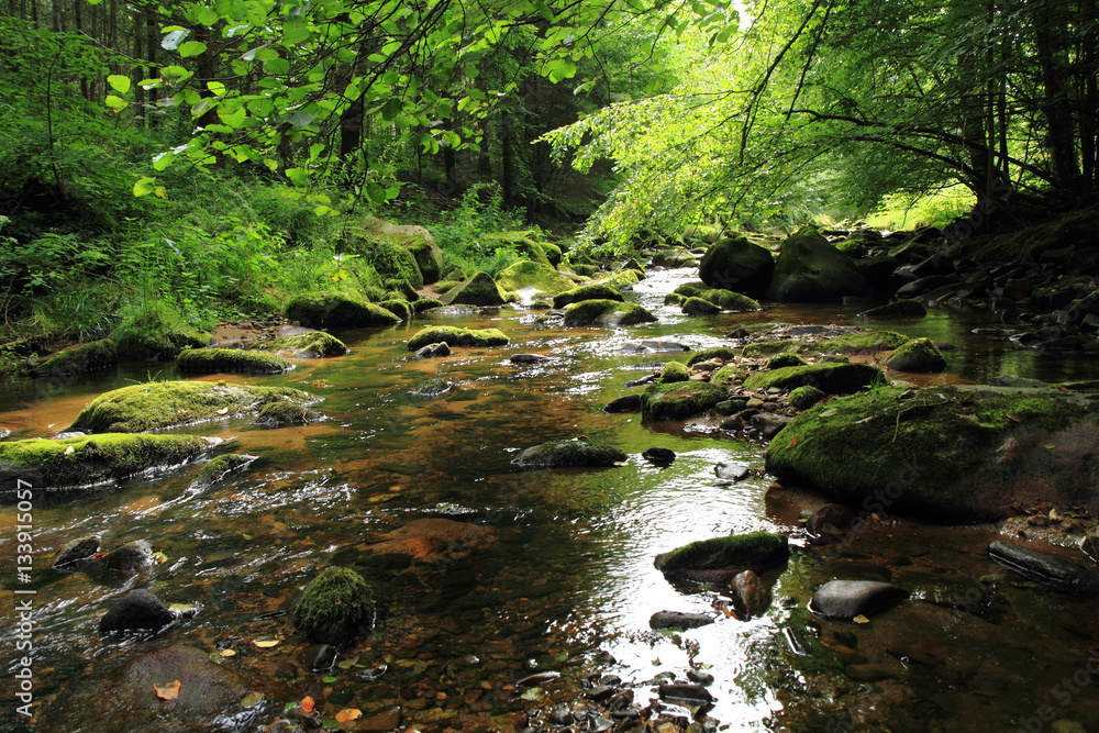 river in the green spring forest river in the green spring forest