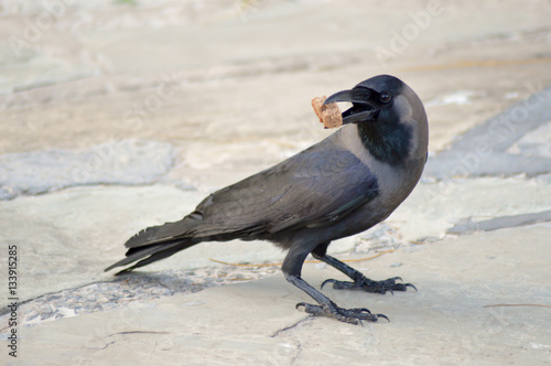 Black Crow laid on stone floor with © Demande Philippe